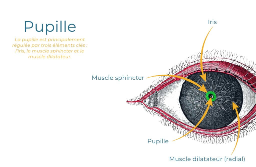 anatomie pupille oeil ophtalmologie