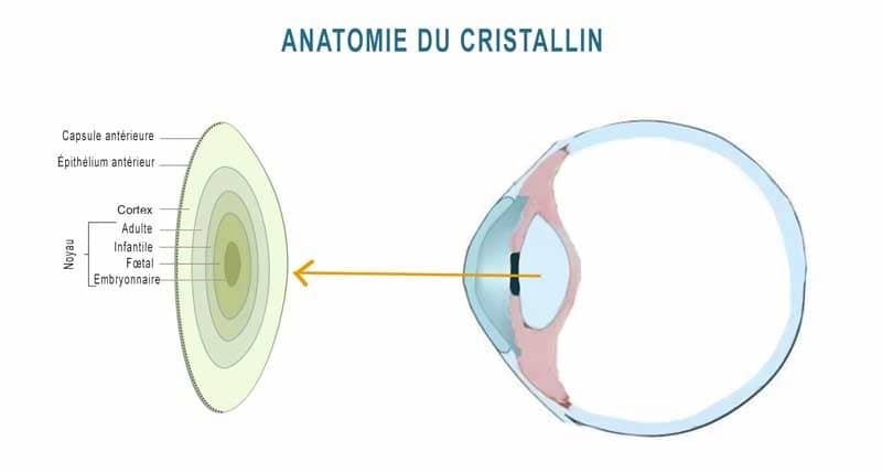 anatomie du cristallin