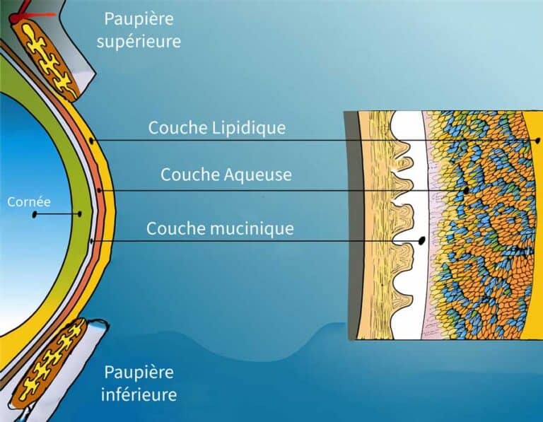 film-lacrymal-oeil