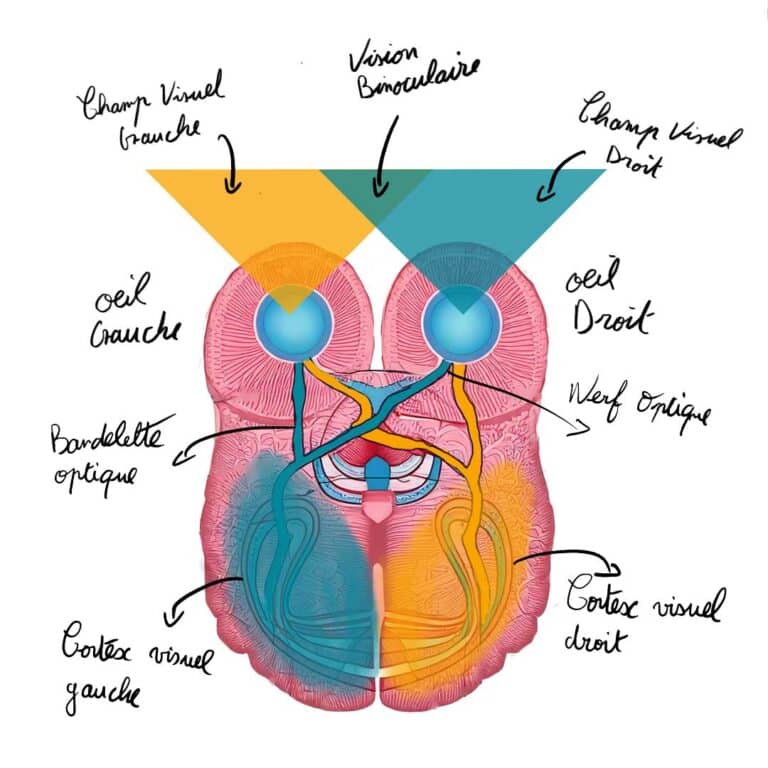 illustration champ visuel oeil